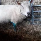 Business 4 image WESTPOINT FARM VETS, DAVENTRY Veterinary Services in Northampton No