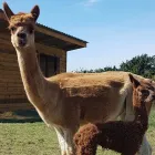 Business 7 image WESTPOINT FARM VETS, DAVENTRY Veterinary Services in Northampton No