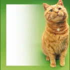 Business 2 image WINDSOR VETERINARY SURGERY Vets in Liverpool Me