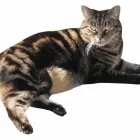 Business 3 image WINDSOR VETERINARY SURGERY Vets in Liverpool Me