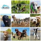 Business 1 image WOOFY WALKERS Pets & Animals in Worthing We