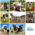 Business 3 image WOOFY WALKERS Pets & Animals in Worthing We