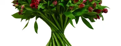 Business 7 image FLOWERS & PLANTS CO. Wedding Services in London Gr