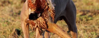 Business 4 image THINK HOTELS LTD Hotels & Inns in London Gr