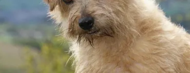 Business 1 image THINK HOTELS LTD Hotels & Inns in London Gr