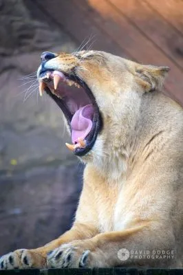 Business 1 image DAVID DODGE PHOTOGRAPHY