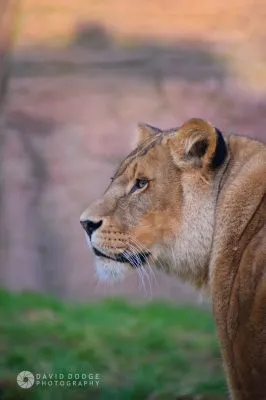 Business 2 image DAVID DODGE PHOTOGRAPHY