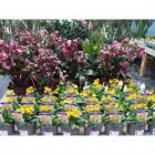 HASSETT PLANT CENTRE